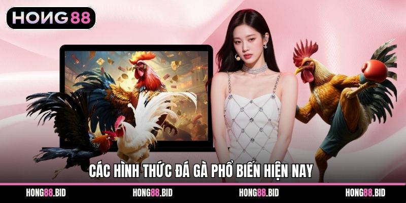 Đá Gà Hong88 Nền Tảng Giải Trí Trực Tuyến Hấp Dẫn Ổn Định - NOVABET69