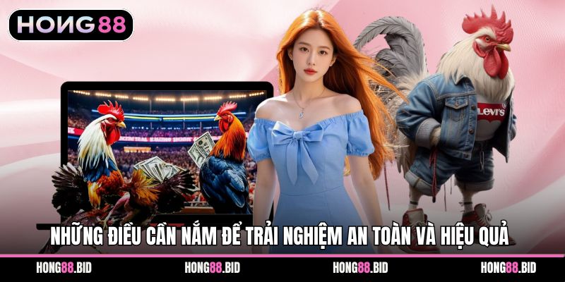 Đá Gà Hong88 Nền Tảng Giải Trí Trực Tuyến Hấp Dẫn Ổn Định - NOVABET69